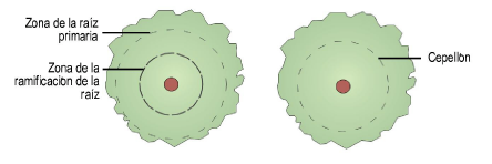 Plants00102.png