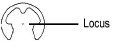 RetW_locus.png