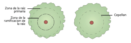 Plants200052.png