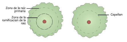 Plants200059.png